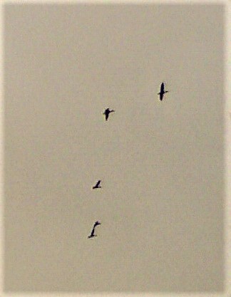 stockenten-anas-platyrhynchos-l-1758-im-flug-24227.jpeg