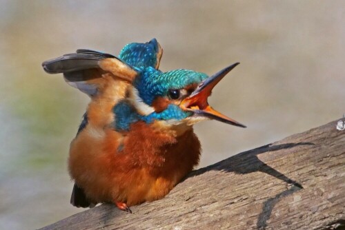 eisvogel-streckt-sich-24604.jpeg