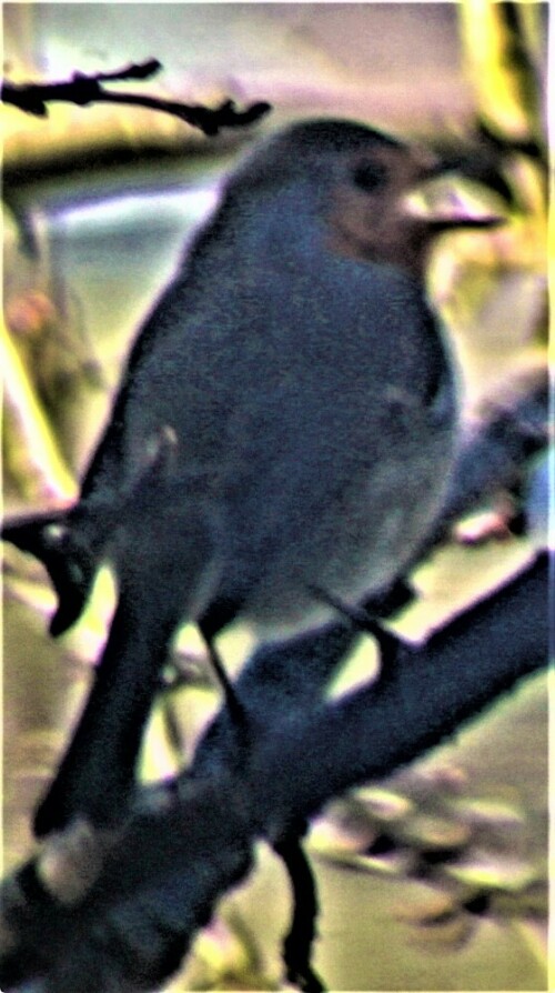 rotkehlchen-erithacus-rubecula-l-1758-singend-24368.jpeg
