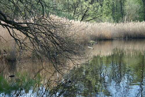 Aufnameort: Schilfgürtel am Scheuermühlenteich
Kamera: Sony Alpha 7/II