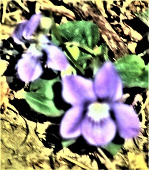 waldveilchen-viola-reichenbachiana-l-24505.jpeg