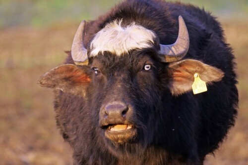 wasserbuffel-24502.jpeg