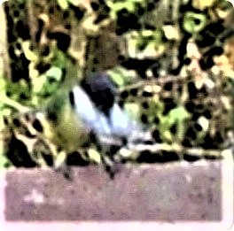 kohlmeise-parus-major-l-1758-24534.jpeg