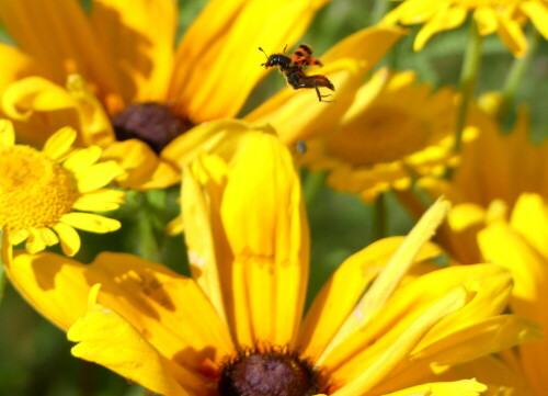 

Aufnameort: Weidenbach in meinem Garten
Kamera: Panasonic Lumix FZ 330