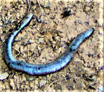 blindschleiche-anguis-fragilis-25146.jpeg