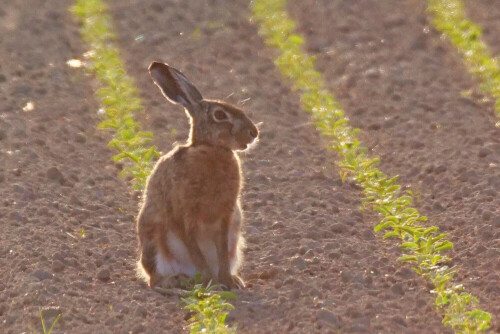 hase-auf-mais-25257.jpeg