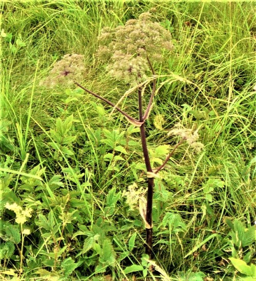 arznei-engelwurz-angelica-archangelica-l-25269.jpeg