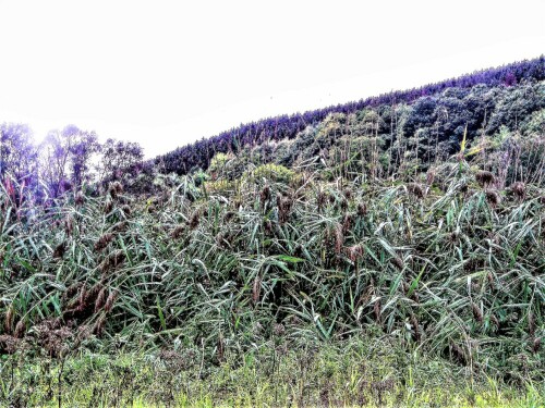 schilfgurtel-phragmites-austra-25568.jpeg