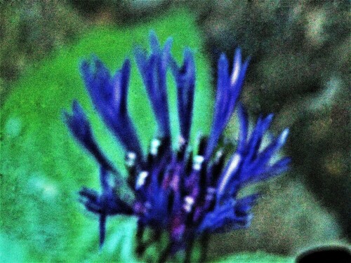 blute-einer-berg-flockenblume--25645.jpeg