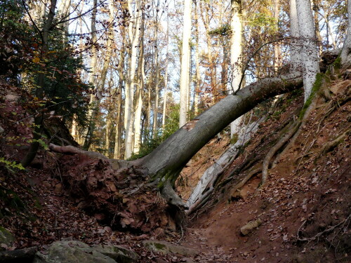 in-der-massendorfer-schlucht-bei-spalt-25668.jpeg
