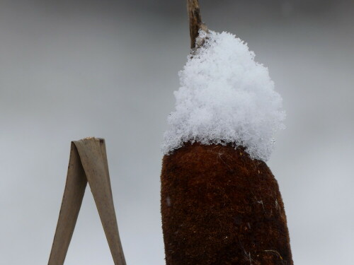 schneehaube-auf-rohrkolben-25808.jpeg