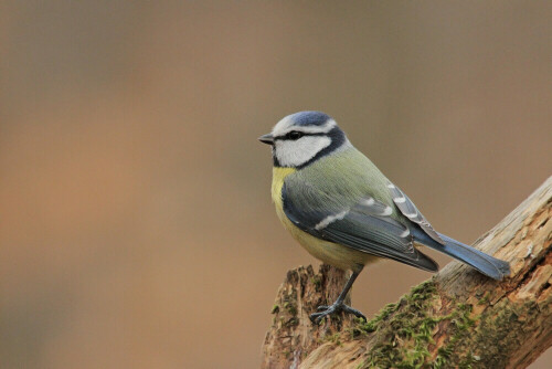 blaumeise-27942.jpeg