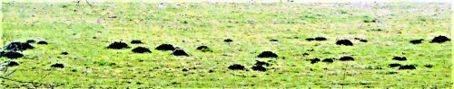 hugel-eines-europaischen-maulw-26307.jpeg