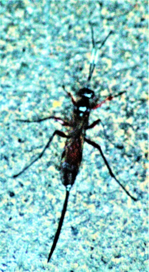 weibliche-schlupfwespe-echthrus-reluctator-l-1758-26677.jpeg