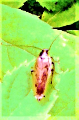deutsche-schabe-blatella-germanica-l-1767-26938.jpeg