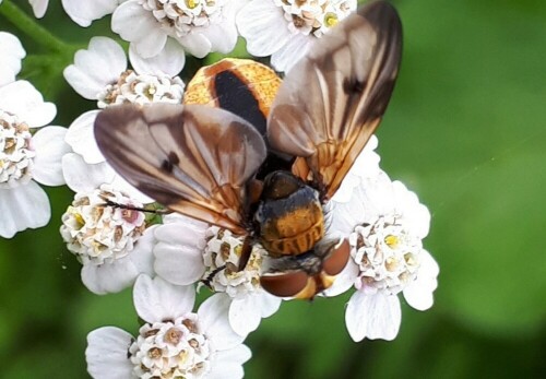 breitfluglige-raupenfliege-27083.jpeg