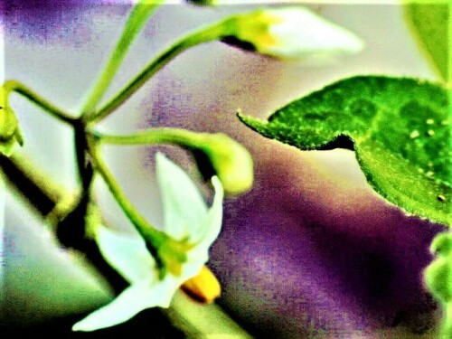 schwarzer-nachtschatten-solanum-nigrum-l-27099.jpeg