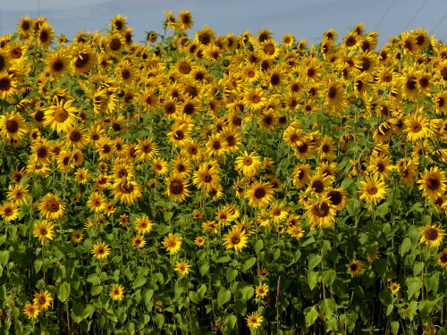 sonnenblumenfeld-27336.jpeg