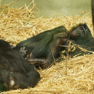 bonobos-beim-nickerchen-27555