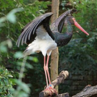 schwarzstorch-27747