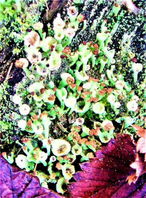becherflechte-cladonia-pyxidat-27811.jpeg