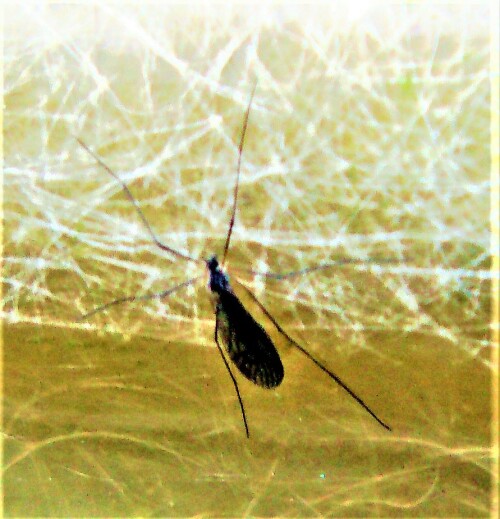 wintermucke-trichocera-hiemalis-rondani-1841-27904.jpeg