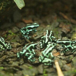 farberfrosch-27911