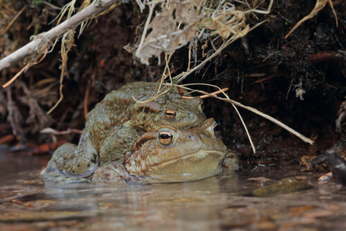 Erdkrötenwanderung

Aufnameort: Odenwald
Kamera: Canon EOS 60D
