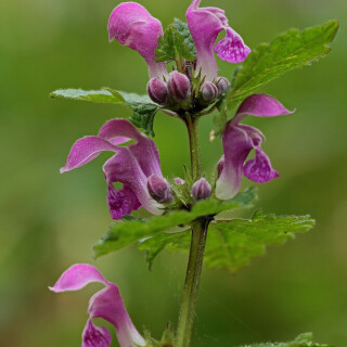 gefleckte-taubnessel-28294