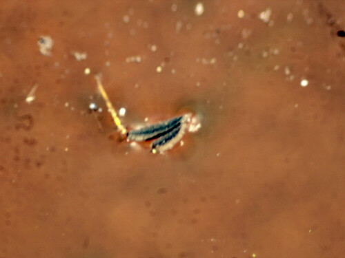 muckenschiffchen-culex-pipiens-l-1758-28625.jpeg