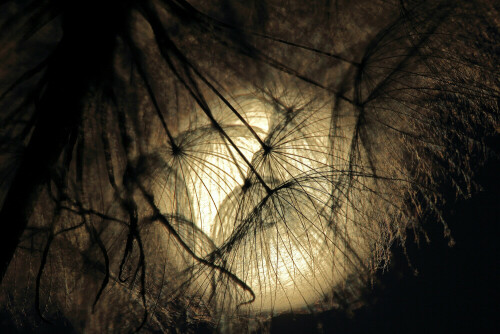 bocksbart-im-mondlicht-28701.jpeg