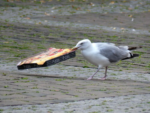 heute-gibt-es-mowen-pizza-28822.jpeg