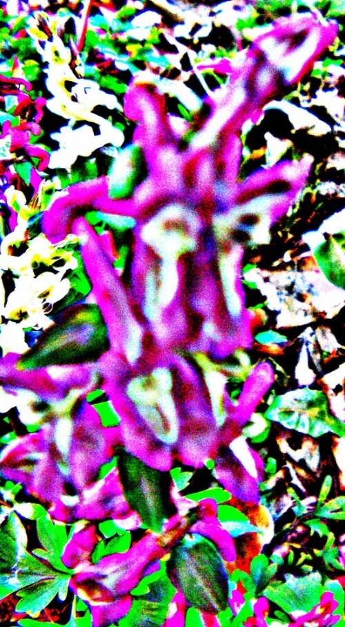 hohler-lerchensporn-corydalis-cava-l-29650.jpeg