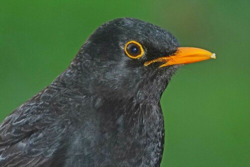 amsel-mann-29671.jpeg