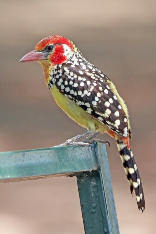 flammenkopf-bartvogel-29808.jpeg