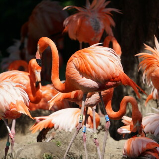 flamingos-29867