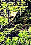ein-blick-zuruck-rotfuchs-vulpes-vulpes-l-1758-29936.jpeg
