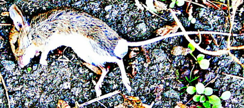 waldmaus-apodemus-sylvaticus-l-1758-30300.jpeg