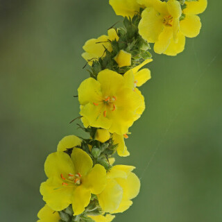 windblumen-konigskerze-30397