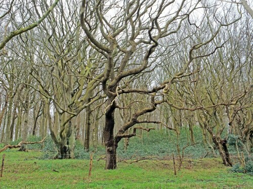 baume-geltinger-birk-31033.jpeg