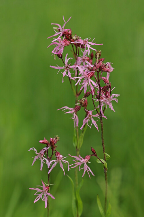 Aufnahmeort:   Odenwald
Kamera:         Canon EOS 60D
Objektiv:         Sigma Makro 150mm
Stativ, Kabelauslöser

# 00002

© Alle von mir veröffentlichten Bilder unterliegen dem Urheberrecht und dürfen ohne meine schriftliche Genehmigung nicht verwendet werden.