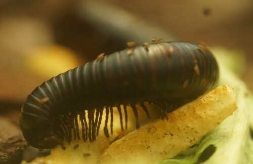 Dieser Riesentausendfüßer verzehrt gerade Obst in einem Insektarium des Kölner Zoos. Diese Tausendfüßer sind etwa so groß wie eine kleine Schlange und leben in freier Natur in Regenwäldern.

Aufnameort: Kölner Zoo
Kamera: Sony Alpha 7/II