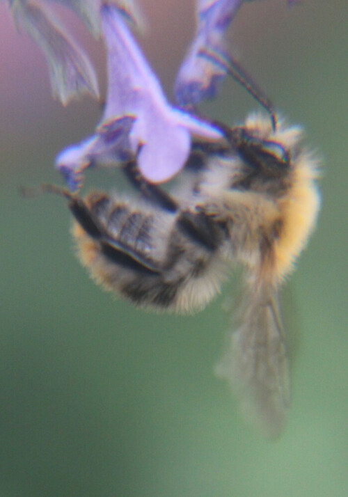 ackerhummel-bombus-pascuorum-s-17893.jpeg