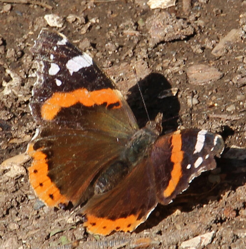 admiral-vanessa-atalanta-l-1758-00-16840.jpeg