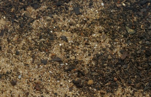 Im Flusssand der Agger glänzen einige Kieselsteine golden. Ob es wirklich Gold ist?

Aufnameort: Altenrath
Kamera: Sony Alpha 7/II