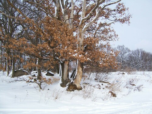 alte-eiche-im-schnee-5793.jpeg
