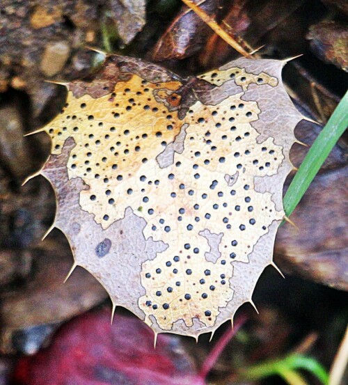 altes-blatt-der-gewohnlichen-m-20432.jpeg