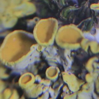 apothecien-24145