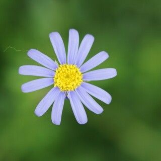 blaue-blume-28659