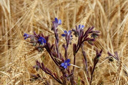 blauer-steinsame-16670.jpeg
